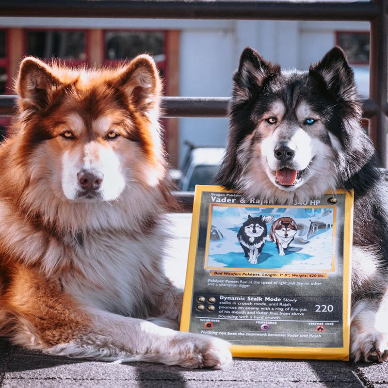 Pochepet
