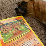 Pochepet